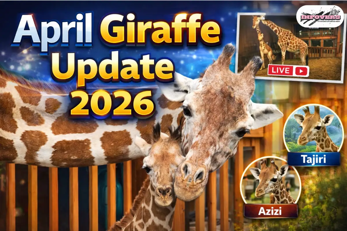 April Giraffe Update (2026): Latest Story, Life, Calves, Death & AprilTheGiraffe.com Explained